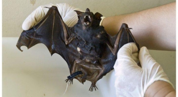 Imagem referente a Saúde procura dona de cão que mordeu morcego, no Centro de Cascavel, na segunda-feira