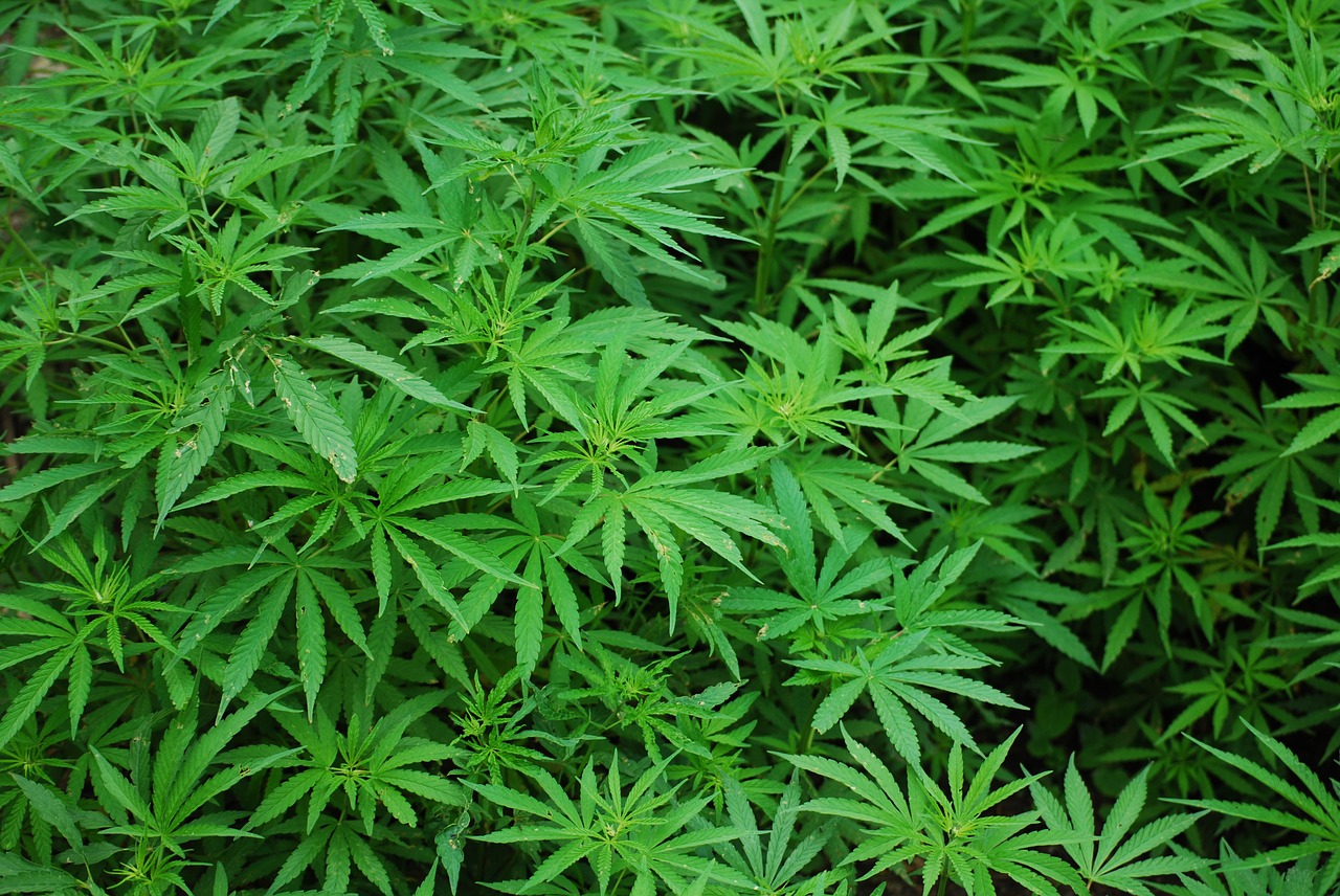 Imagem referente a Anvisa publica texto sobre fabricação e importação de medicamentos com Cannabis