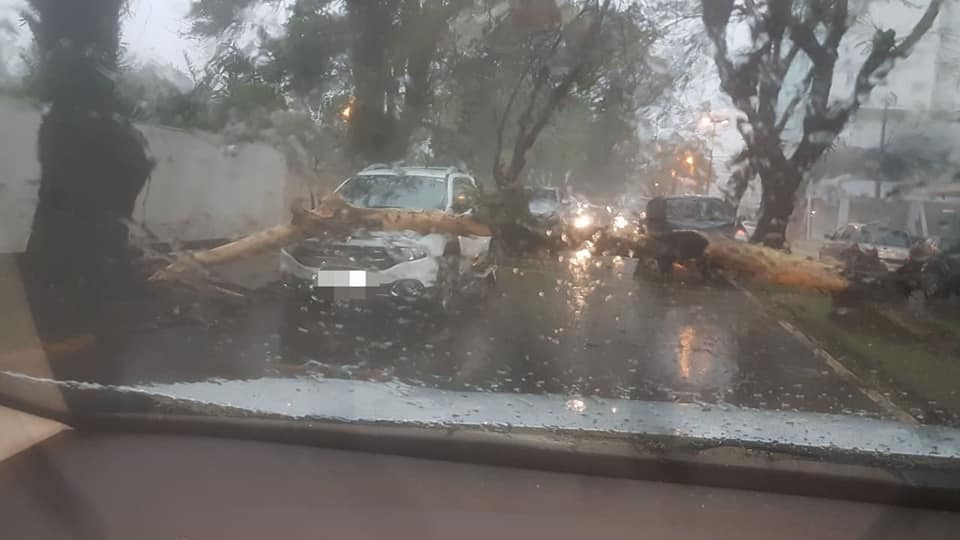 Imagem referente a Temporal em Toledo arrancou dezenas de árvores; carro foi atingido