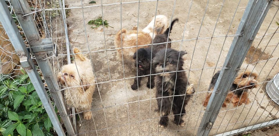 Imagem referente a Canil clandestino é fechado e 18 cães em situação de maus tratos são resgatados