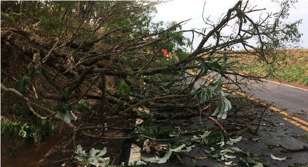 Imagem referente a Defesa Civil atende casos de quedas de árvores entre Assis Chateaubriand e Jesuítas