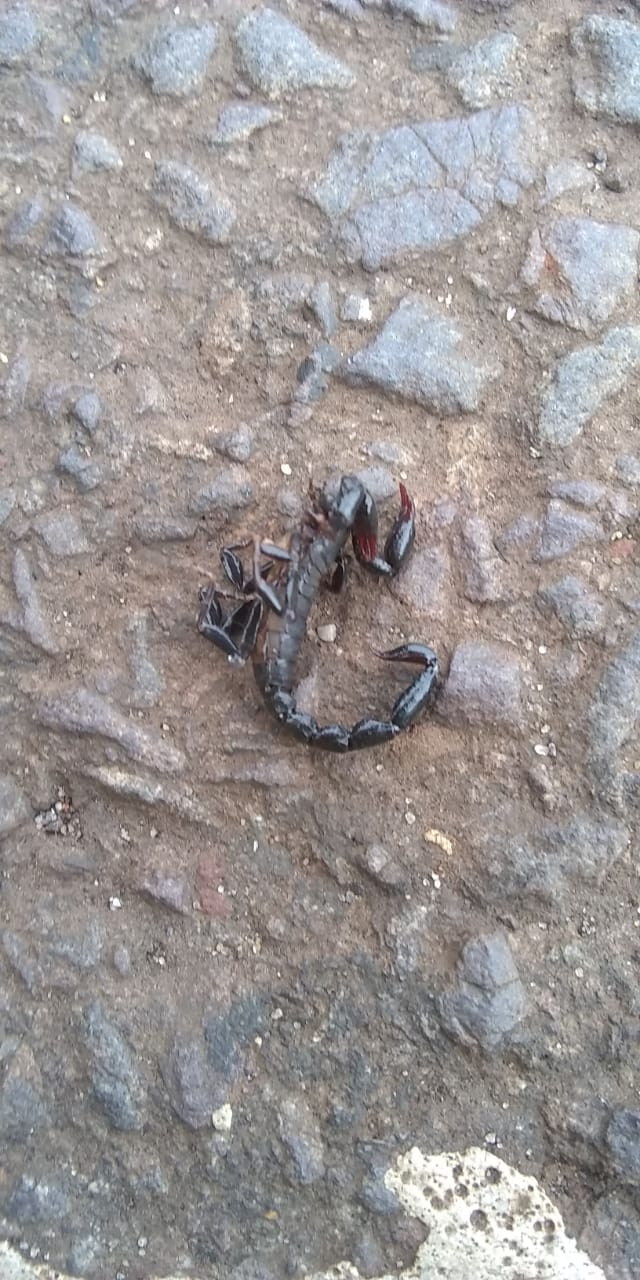 Imagem referente a Morador faz alerta após encontrar escorpião