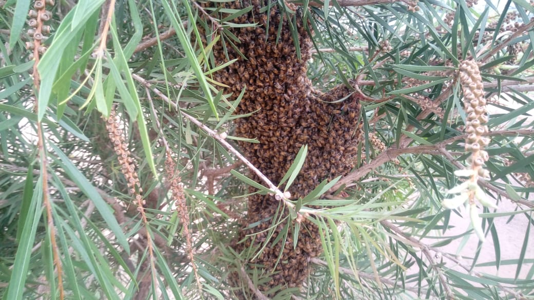 Imagem referente a Enxame de abelha gera incômodo no Mantovani