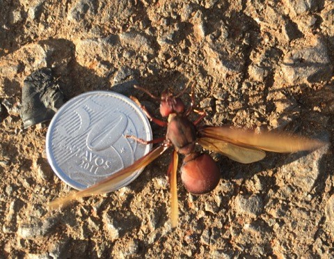 Imagem referente a ‘Chuva de formigas’ intriga moradores de vários bairros de Cascavel; Adapar explica
