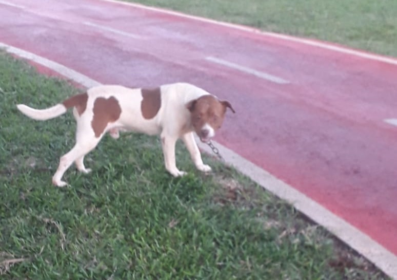 Imagem referente a Cachorro foi encontrado na Avenida Tancredo Neves