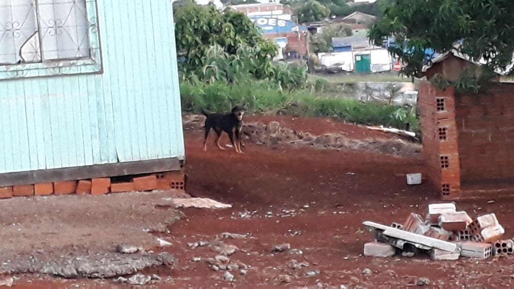 Imagem referente a Corpo de Bombeiros é acionado para resgatar cachorro, no Bairro Pacaembu