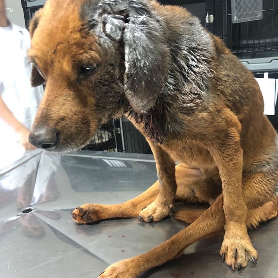 Imagem referente a ONG divulga vídeo de resgate de cachorro e pede doações para tratamento
