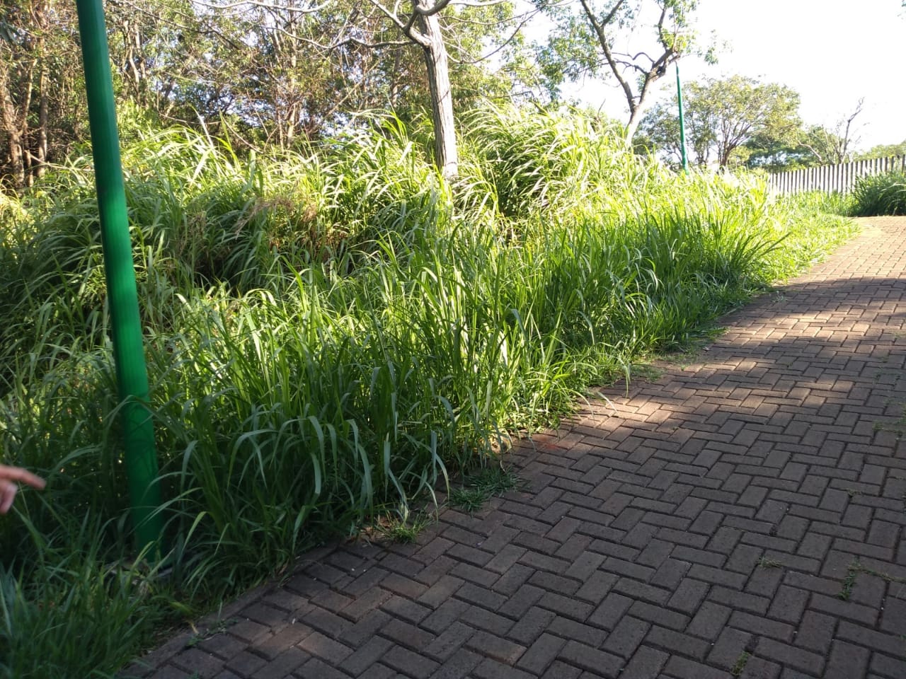 Imagem referente a Moradora pede que mato seja roçado no Parque Vitória