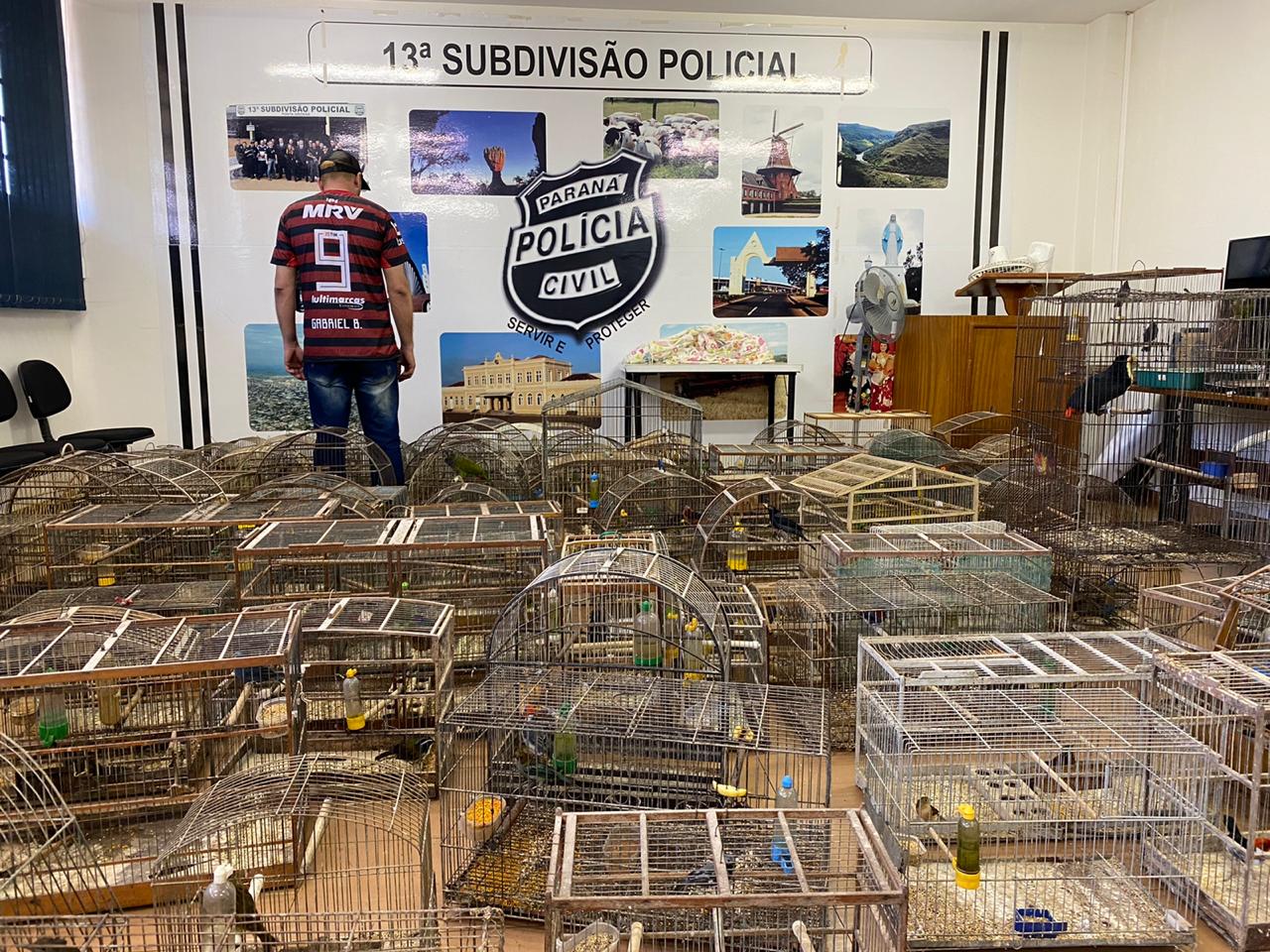 Imagem referente a Ponta Grossa: Polícia Civil apreende 115 pássaros silvestres