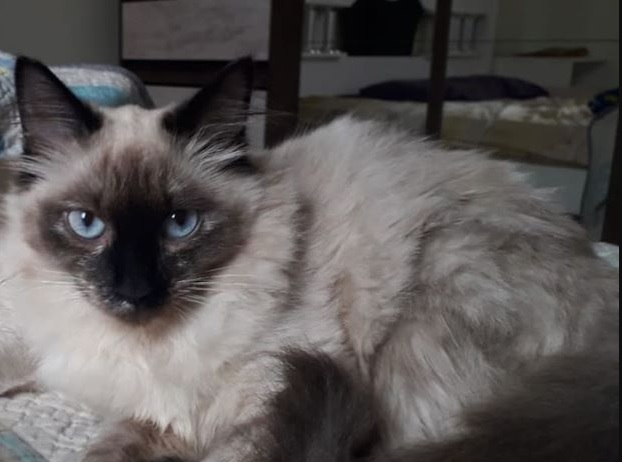 Imagem referente a Gata desapareceu no Bairro Canadá; família oferece recompensa