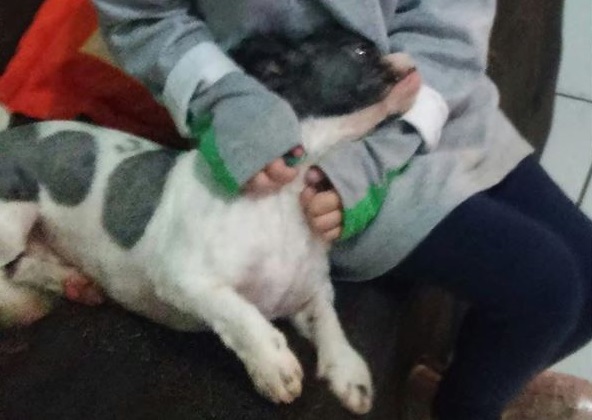 Imagem referente a Cãozinho desapareceu na região do Bairro Santa Cruz