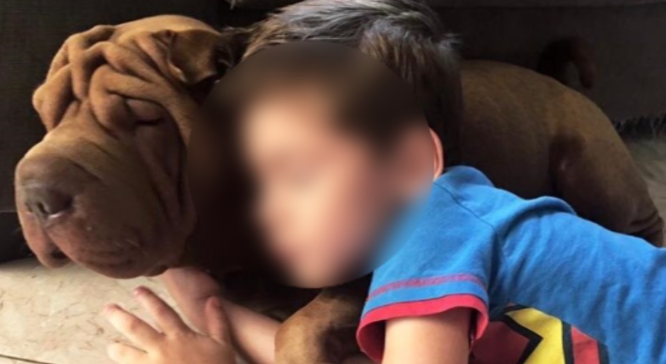Imagem referente a Cachorro desapareceu no Bairro Canadá e donos oferecem recompensa para recuperá-lo