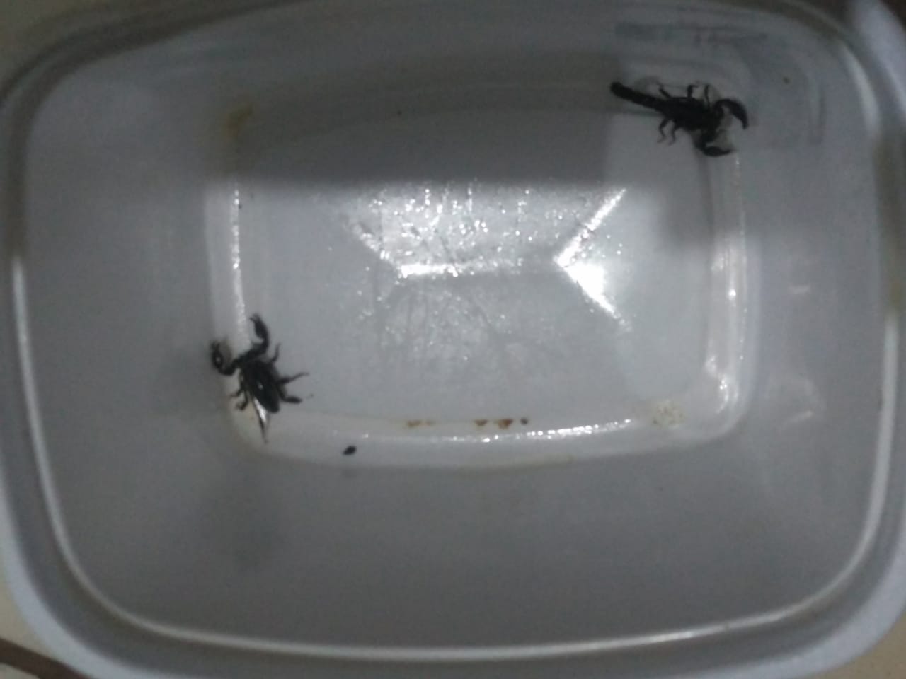 Imagem referente a Moradora faz alerta para escorpiões encontrados no Bairro Paulo Godoy