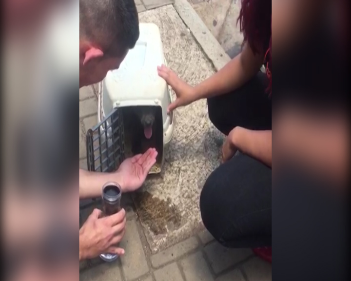 Imagem referente a Vídeos mostram cachorrinho deixado em carro com vidros fechados sendo amparado por moradores