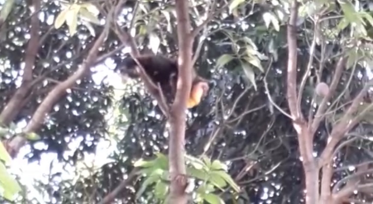 Imagem referente a Macaco é encontrado em árvores no Bairro Brasmadeira