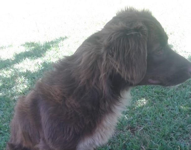 Imagem referente a Cachorro desapareceu na Região do Santo Onofre