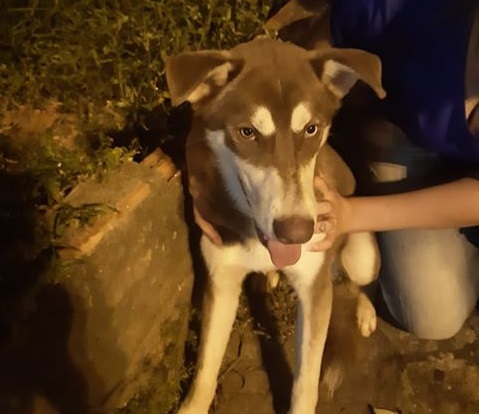 Imagem referente a Cachorro foi encontrado na Avenida Carlos Gomes