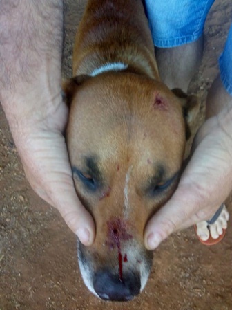 Imagem referente a Cães são atingidos por disparo de arma de fogo em Marmeleiro