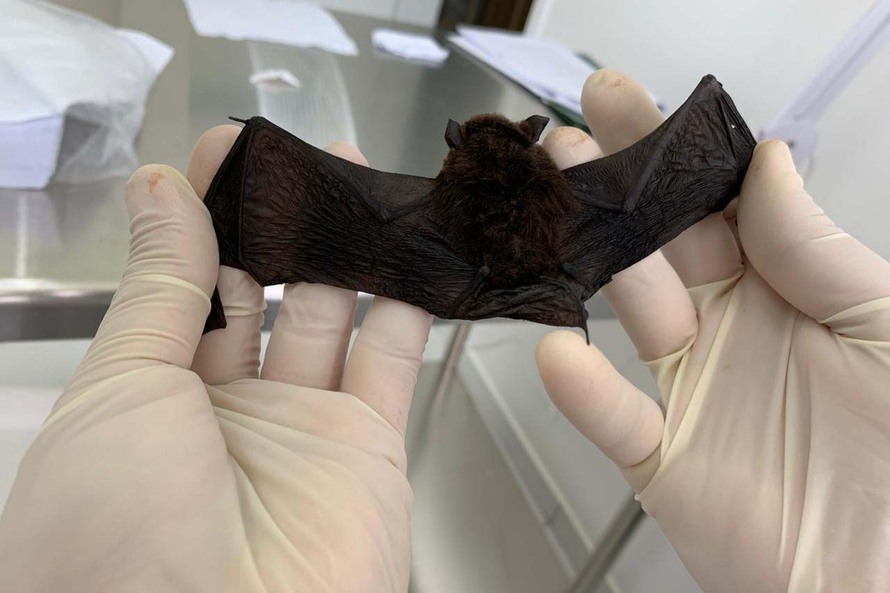 Imagem referente a Saúde capacita técnicos na identificação de morcegos