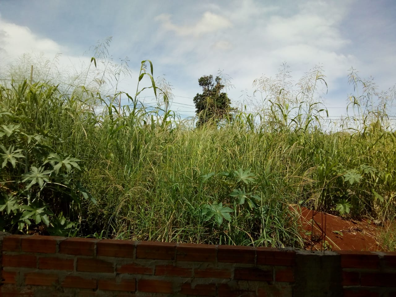 Imagem referente a Moradora reclama de matagal em lotes no Jardim Itália, em Lindoeste
