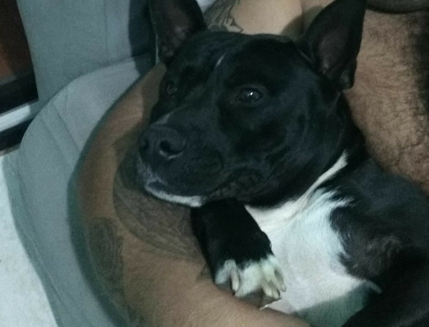 Imagem referente a Cachorro desaparece no Bairro Guarujá