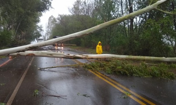 Imagem referente a Chuva derruba árvore na rodovia entre Maria Helena e Nova Olímpia