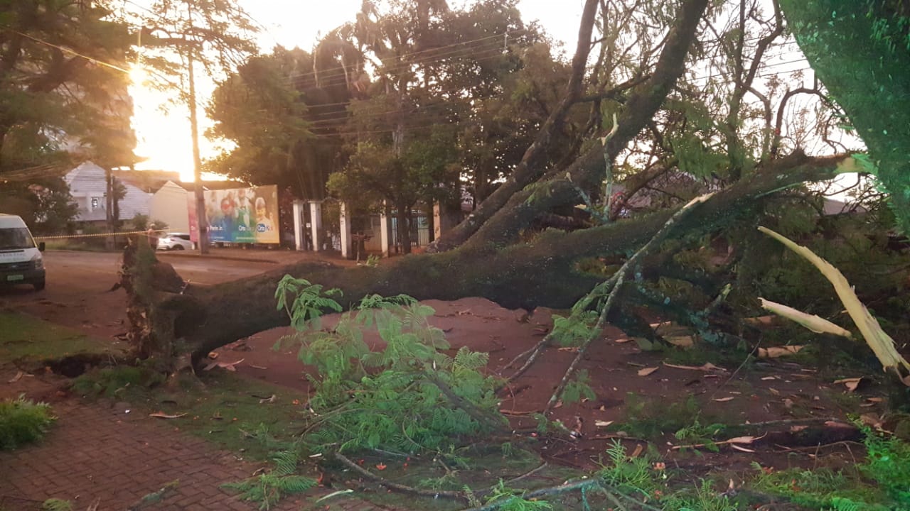 Imagem referente a Árvore cai e interdita via na Rua Londrina
