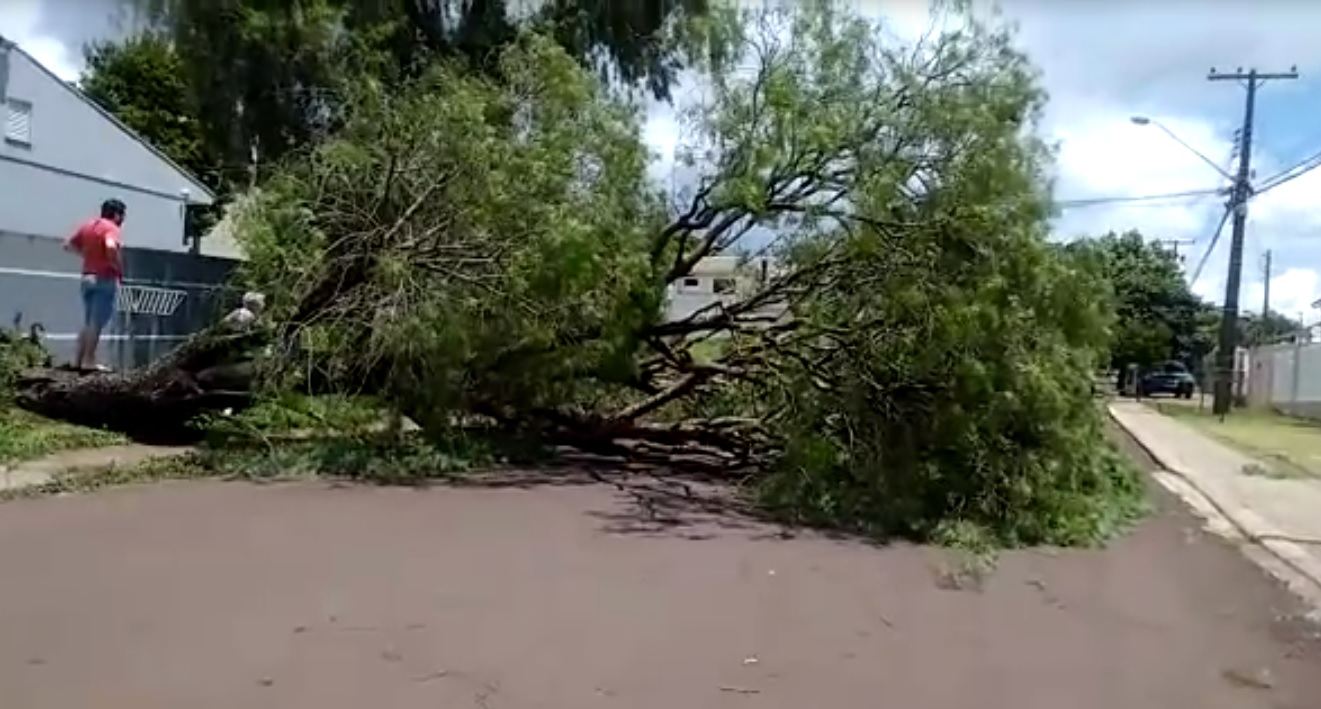 Imagem referente a Árvore cai e obstrui rua no Bairro Tropical
