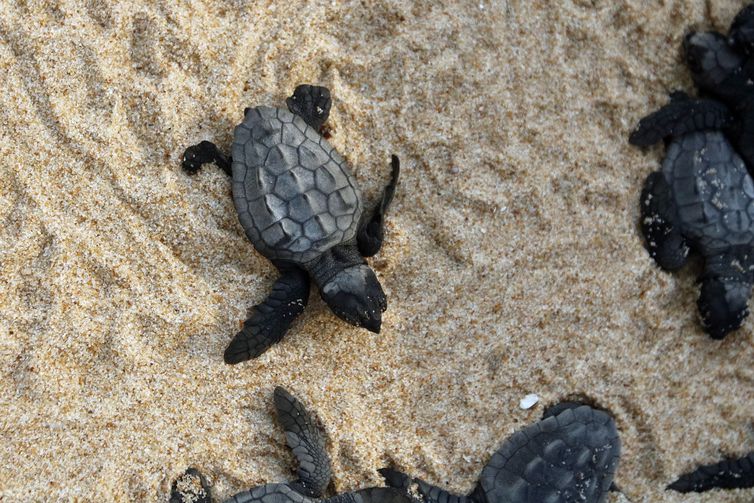 Imagem referente a Tamar comemora 40 anos com 40 milhões de tartarugas soltas