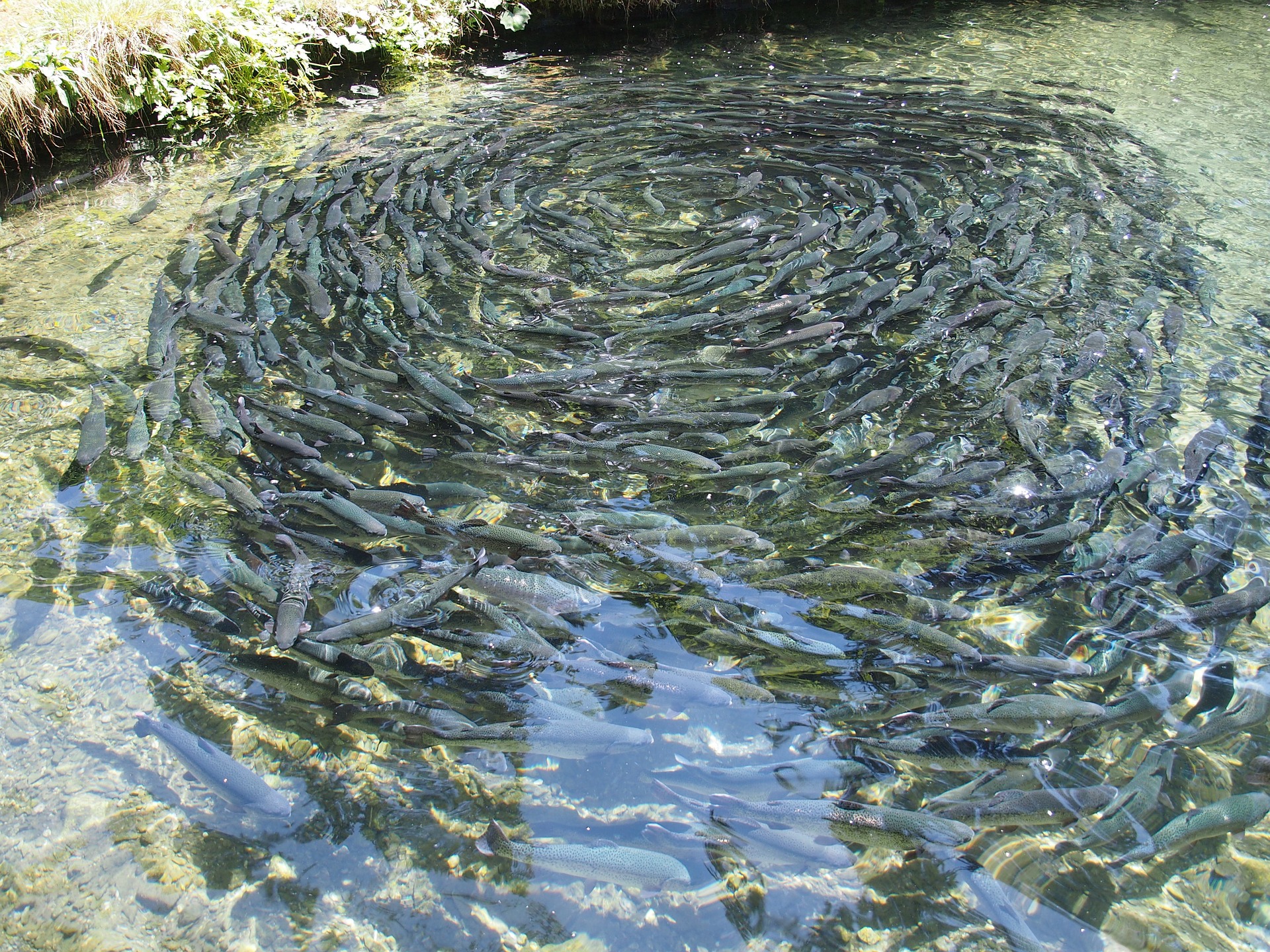 Imagem referente a Copel é condenada a ressarcir produtor rural que ficou sem energia e perdeu cerca de 17 mil peixes