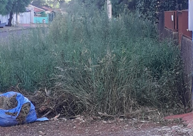 Imagem referente a Mato alto em terreno no Bairro Universitário gera insatisfação de vizinho