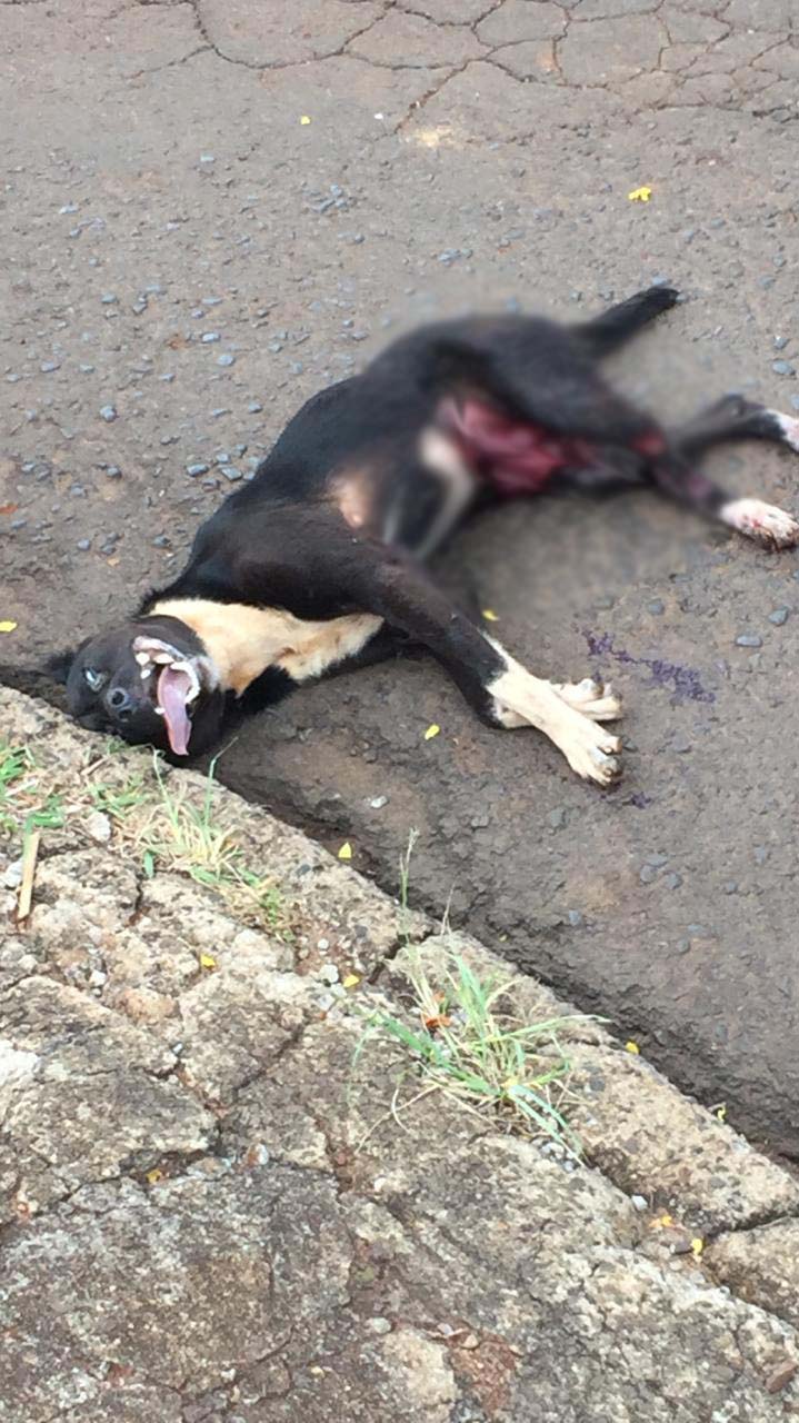 Imagem referente a Morador do Bairro Morumbi pede ajuda para cão que foi atropelado por ônibus