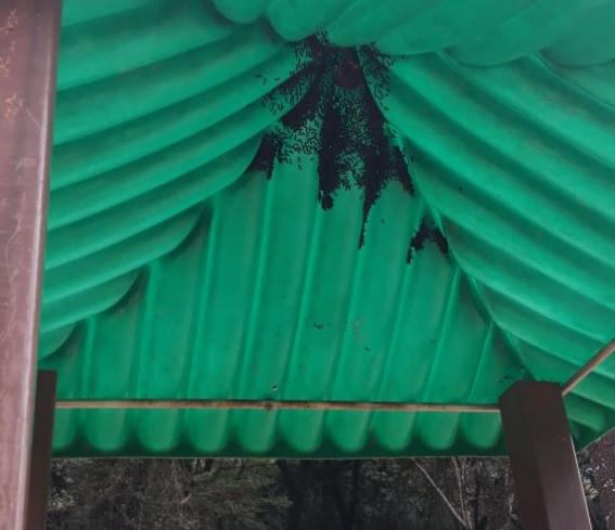 Imagem referente a Internauta alerta para vespas em brinquedo no Parque Tarquínio