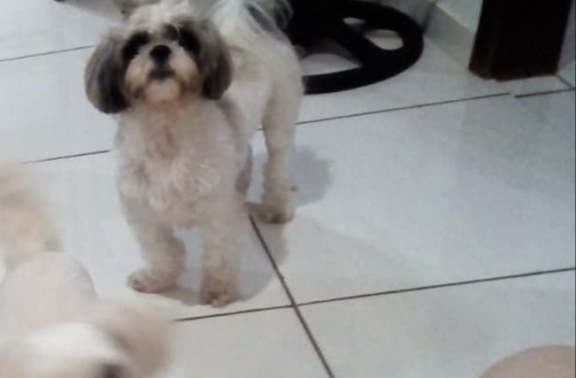 Imagem referente a Cachorro da raça shitzu está desaparecido na região do Parque São Paulo