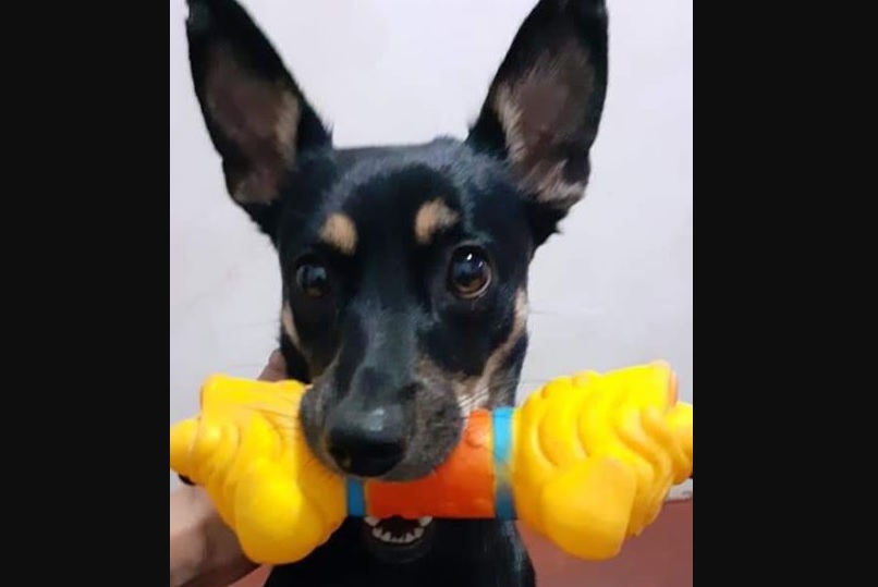 Imagem referente a Morador do Bairro Brasília pede ajuda para encontrar sua cachorrinha de estimação
