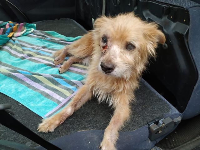 Imagem referente a Oferecida gratificação a quem encontrar o cachorrinho ‘Zézo’, desaparecido no Santa Cruz