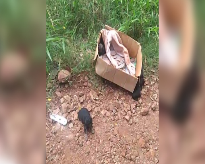 Imagem referente a Cadela e caixa com filhotes são abandonados no Bairro Brasmadeira