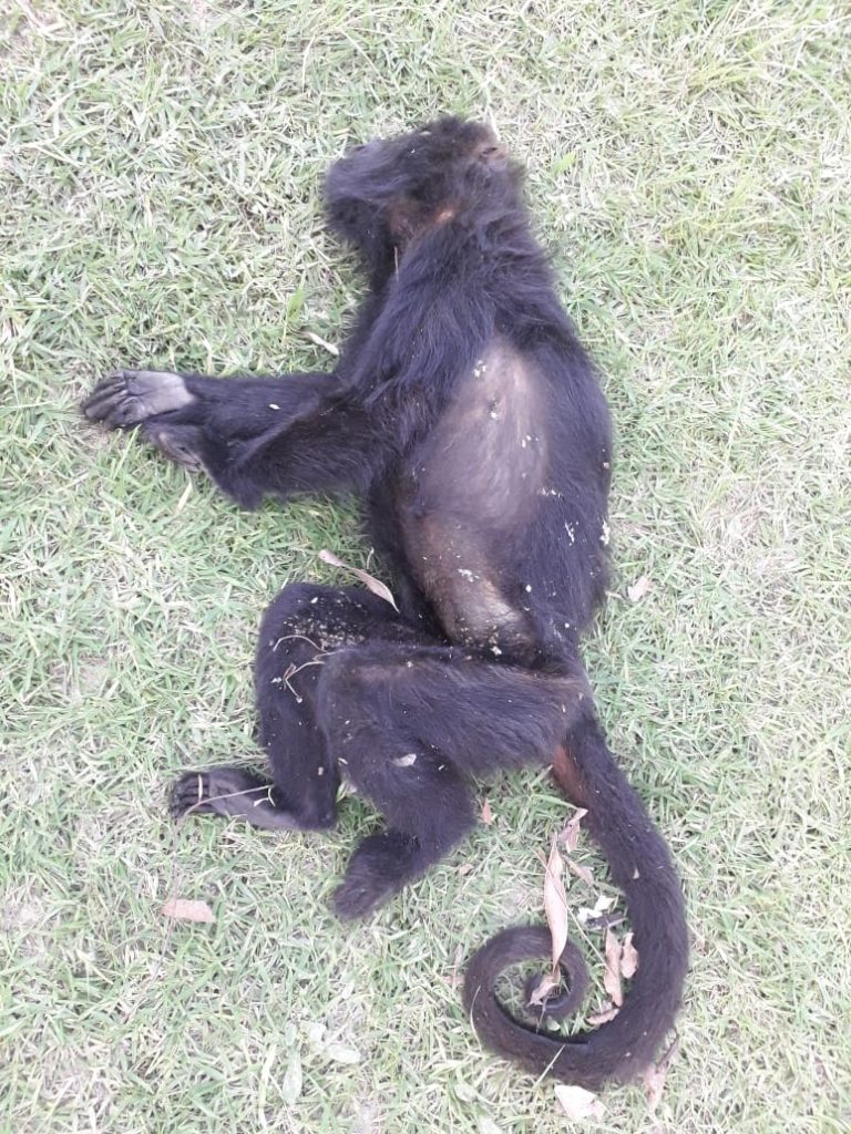 Imagem referente a Morte de macaco por febre amarela é confirmada em Prudentópolis