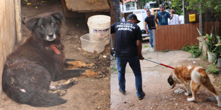 Imagem referente a Polícia resgata cães e homem é detido por maus-tratos em Curitiba
