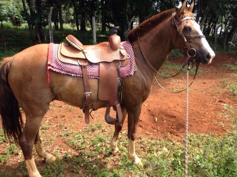 Imagem referente a Internauta pede ajuda para encontrar cavalo desaparecido