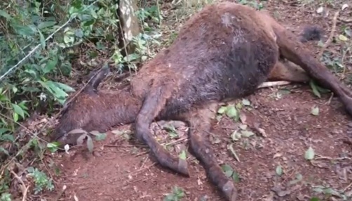Imagem referente a Rottweiler mata doze bezerros em propriedade rural em Ampére