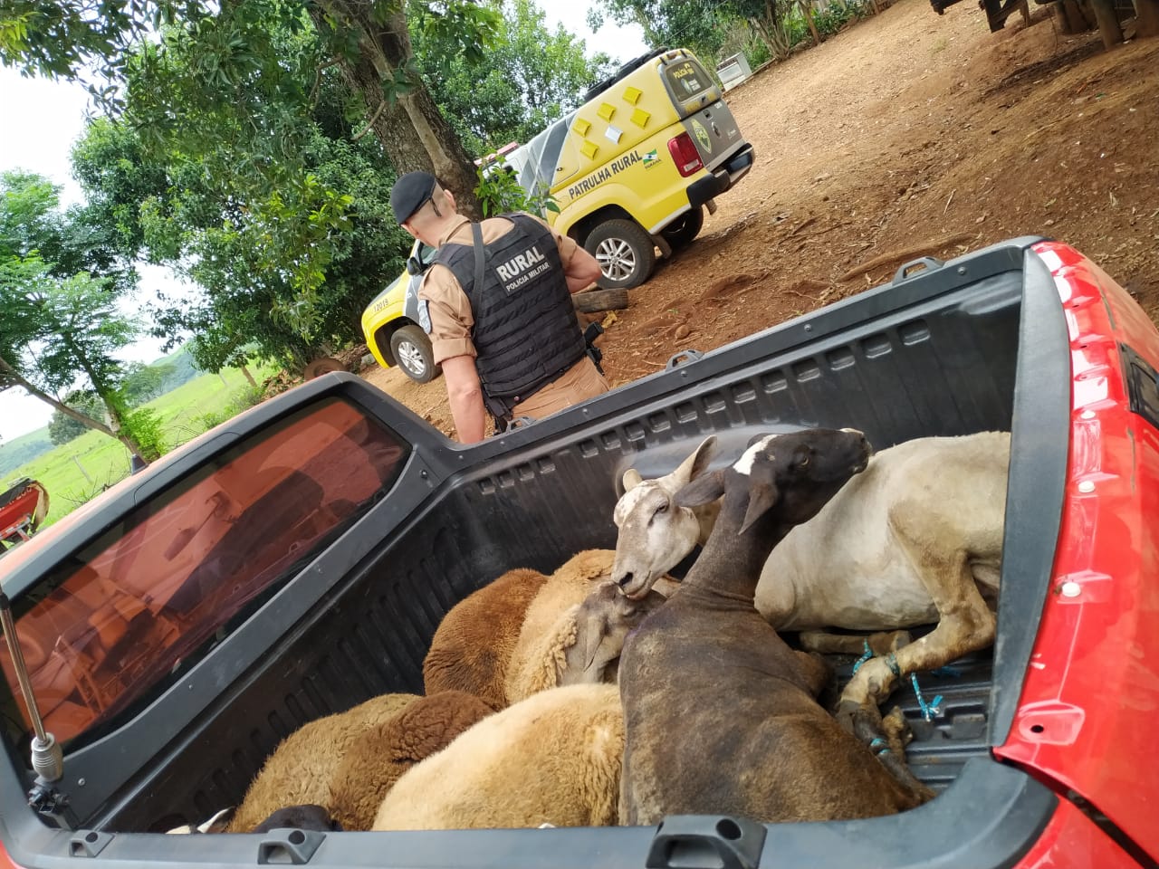 Imagem referente a Polícia recupera carneiros furtados de propriedade em Peabiru