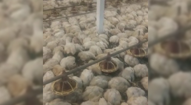 Imagem referente a Falha em sistema de ventilação automática de aviário mata mais de 7 mil frangos em Cascavel