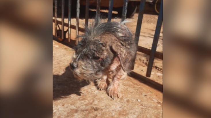 Imagem referente a Cão agoniza no Bairro Brasmadeira e moradores pedem ajuda para socorro