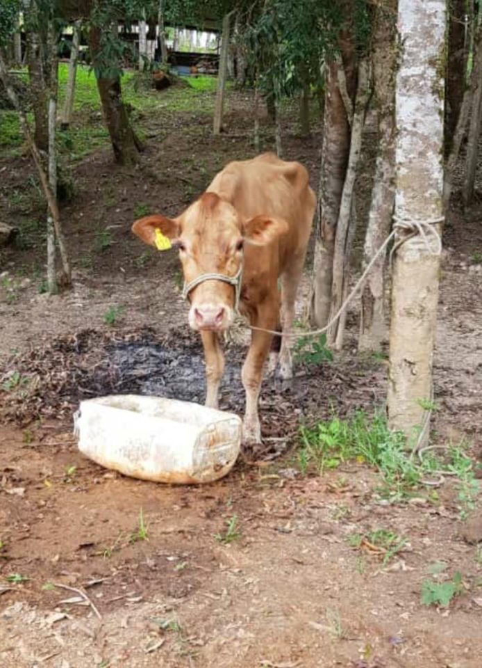 Imagem referente a Mesmo após confusão e quebradeira, donos de farmácia decidem adotar vaca em Colombo