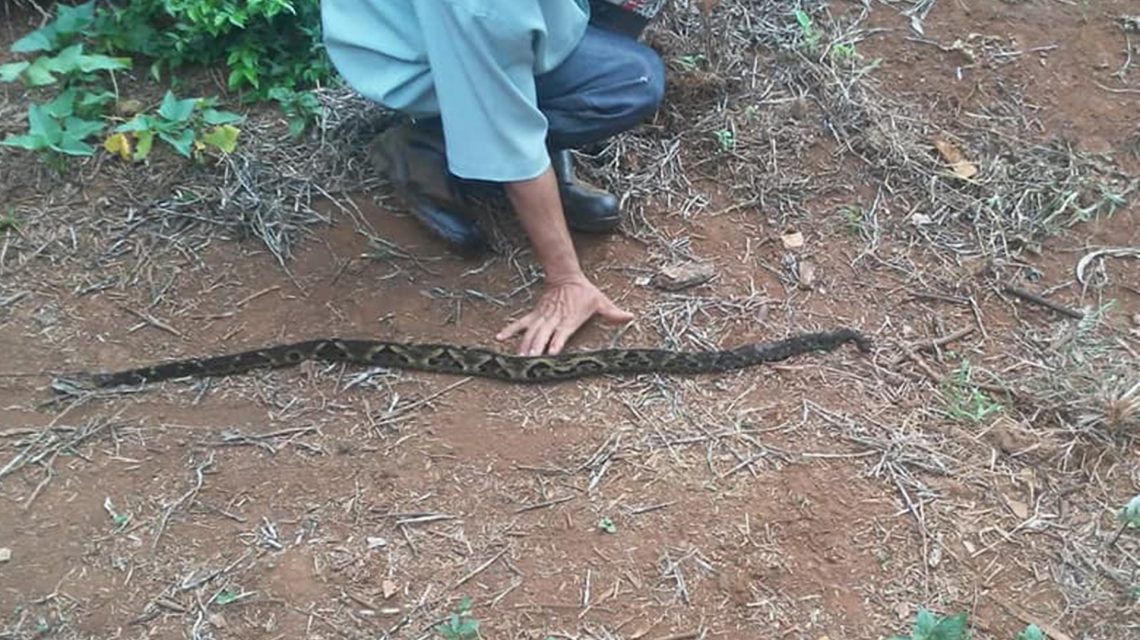 Imagem referente a Agricultor encontra cobra urutu dentro de galpão em Coronel Vivida; veja o vídeo