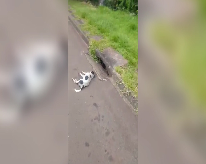 Imagem referente a Após cachorro morrer atropelado, morador pede redutores de velocidade na Rua Treze de Maio