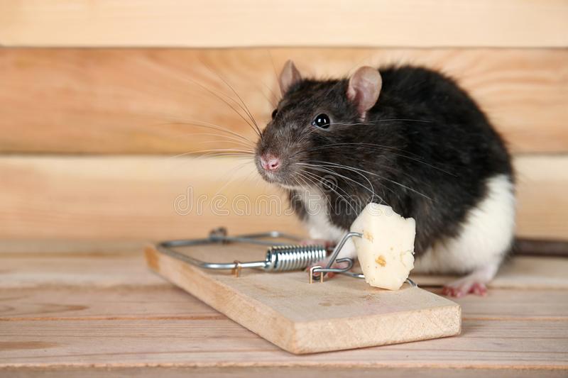 Imagem referente a O ano da ratoeira