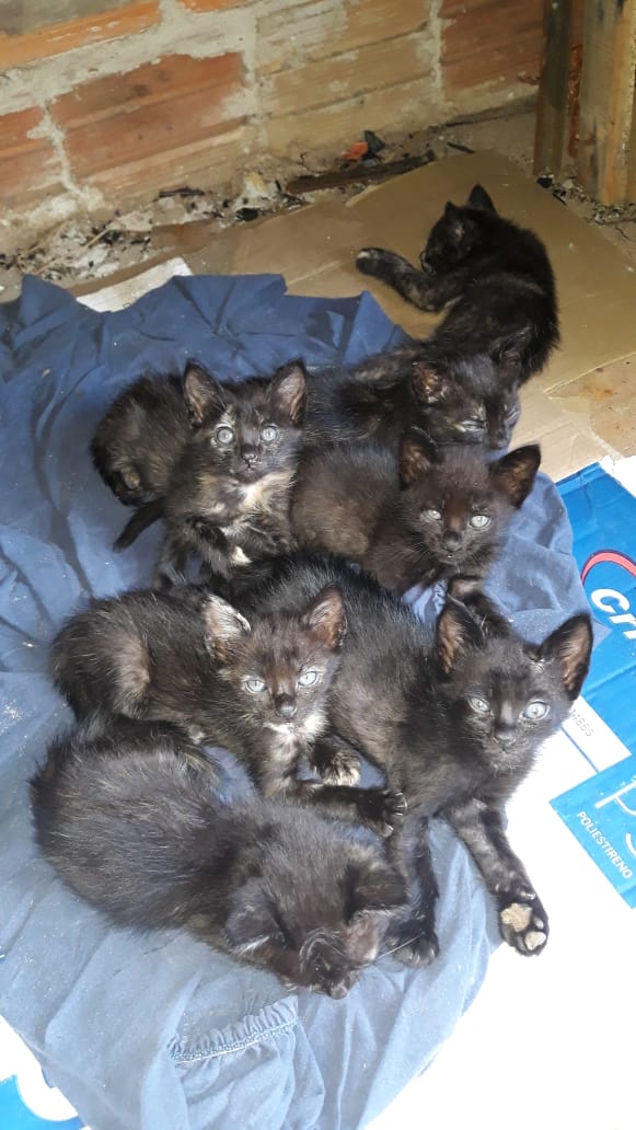 Imagem referente a ‘Louca dos gatos’: mulher que abrigou 150 animais abandonados será indenizada