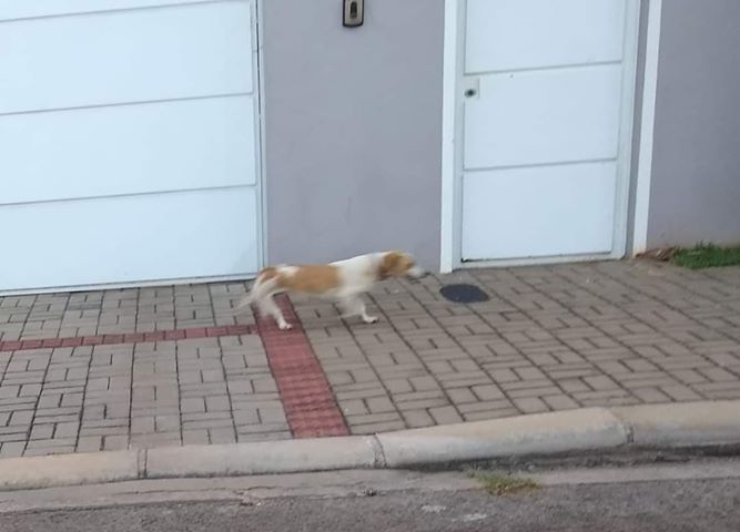 Imagem referente a Internauta procura por cachorrinho que está perambulando pelas ruas na região do Maria Luíza